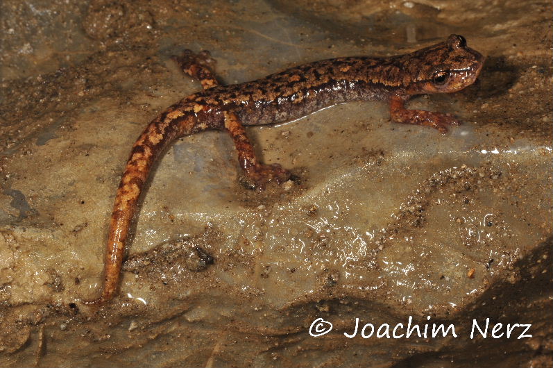 Hydromantes strinatii Hydromantes strinatii