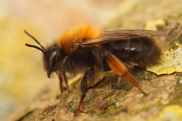 Andrena clarkella