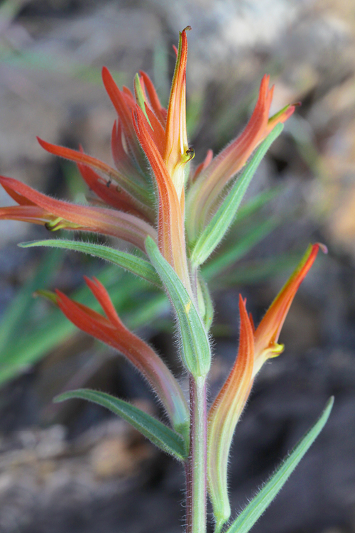 Castilleja subinclusa ssp. subinclusa