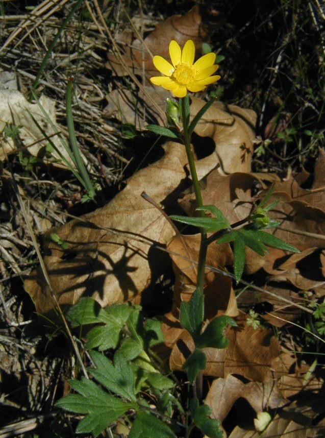 Ranunculus californicus var. californicus