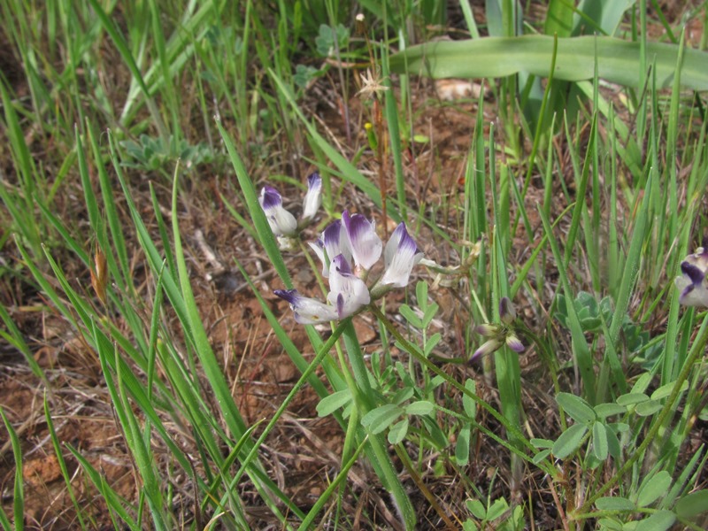 Astragalus claranus Astragalus claranus
