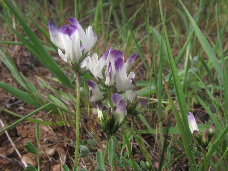 Astragalus claranus Astragalus claranus