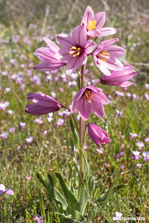 Fritillaria pluriflora