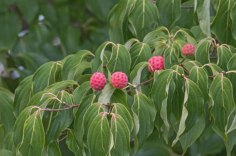 Cornus kousa