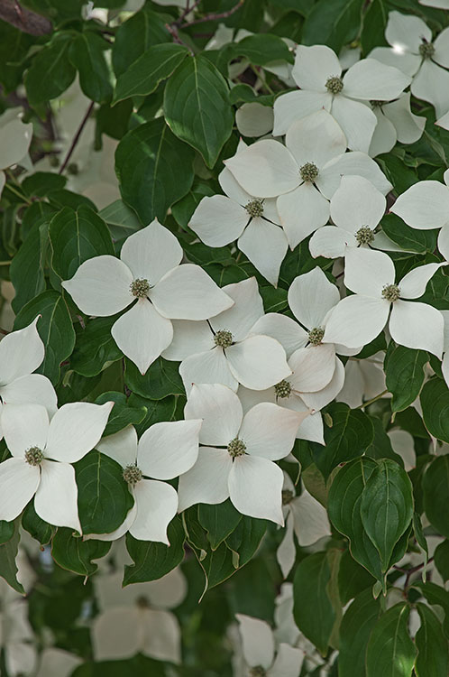 Cornus kousa