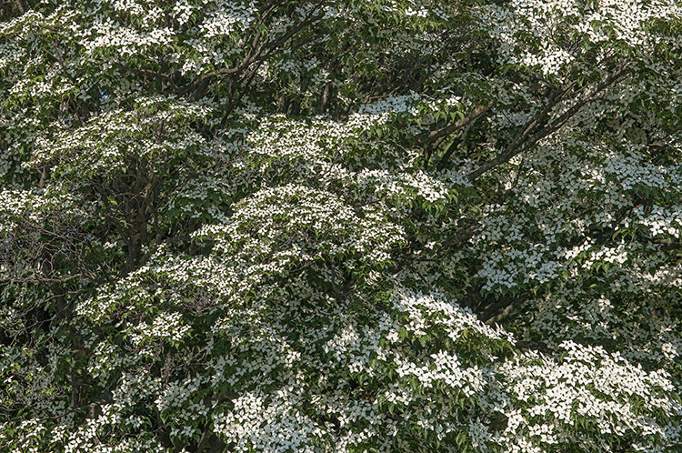 Cornus kousa