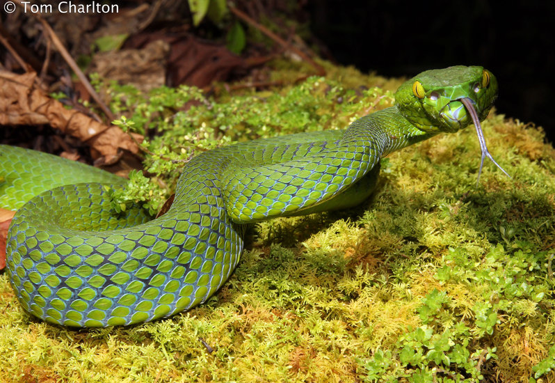 Trimeresurus fucatus Trimeresurus fucatus