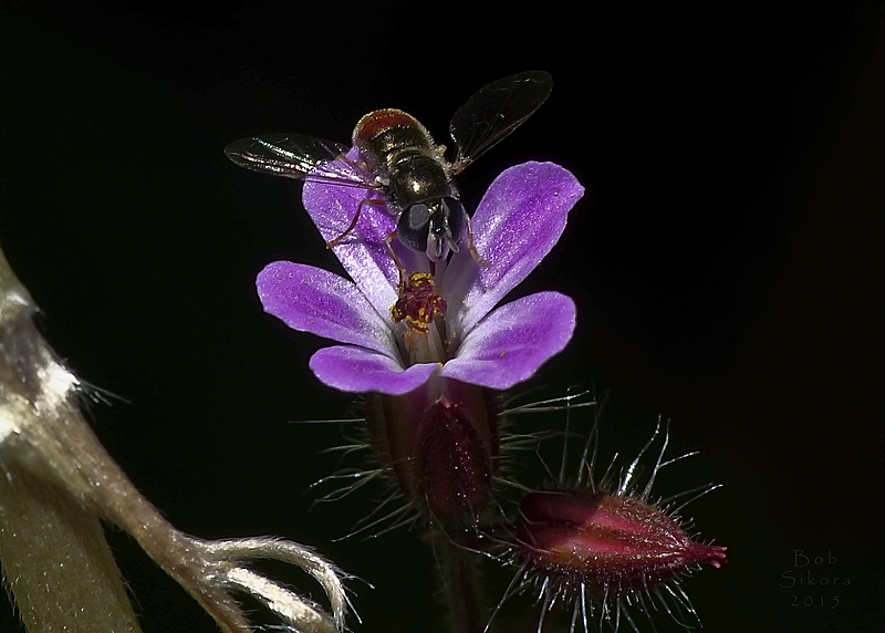 Geranium palmatum