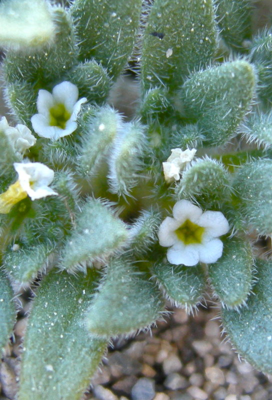 Nama californica