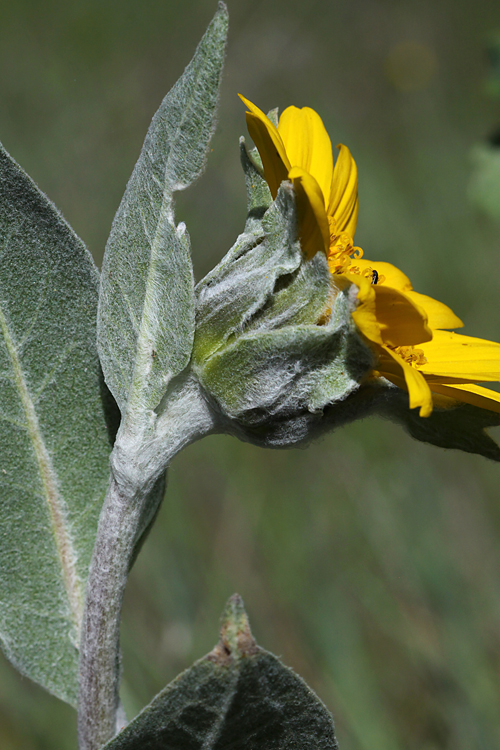 Wyethia mollis Wyethia mollis