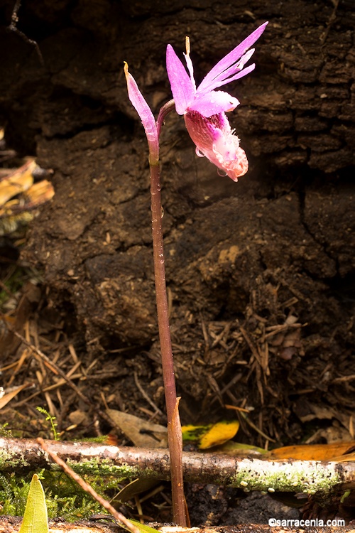 Calypso bulbosa var. occidentalis