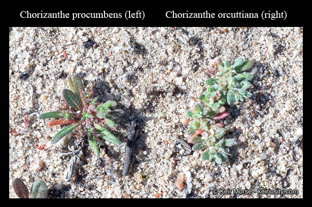 Chorizanthe orcuttiana