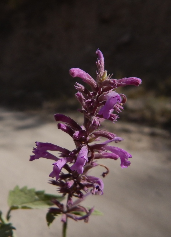 Agastache pringlei var. pringlei