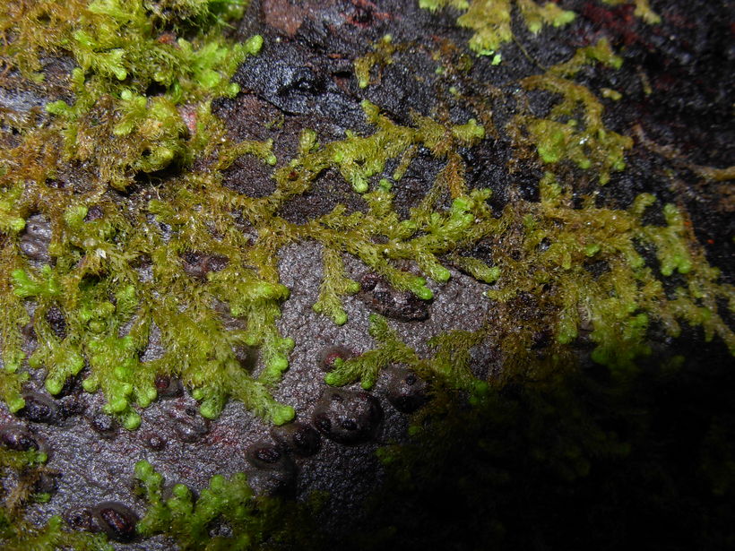 Ptilidium californicum Ptilidium californicum