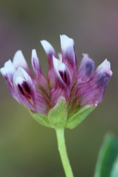 Trifolium depauperatum var. truncatum