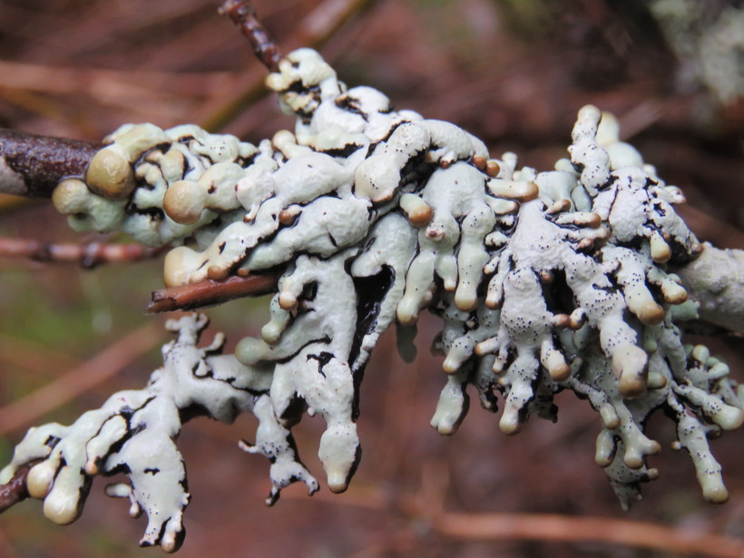 Hypogymnia tubulosa