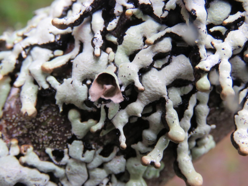 Hypogymnia tubulosa Hypogymnia tubulosa