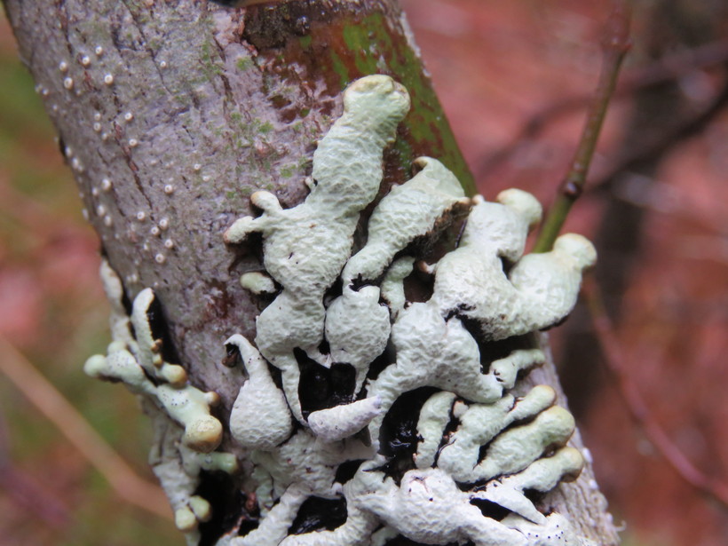 Hypogymnia tubulosa Hypogymnia tubulosa