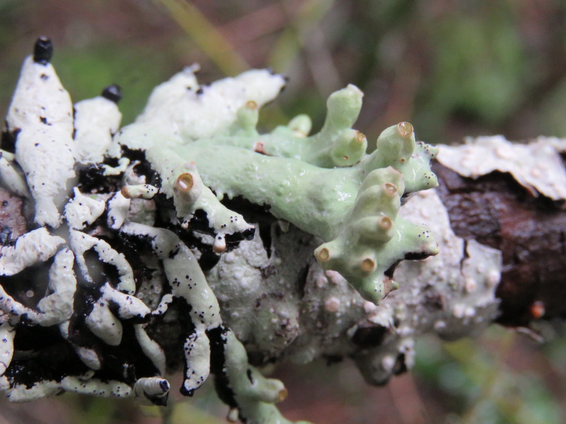Hypogymnia tubulosa Hypogymnia tubulosa