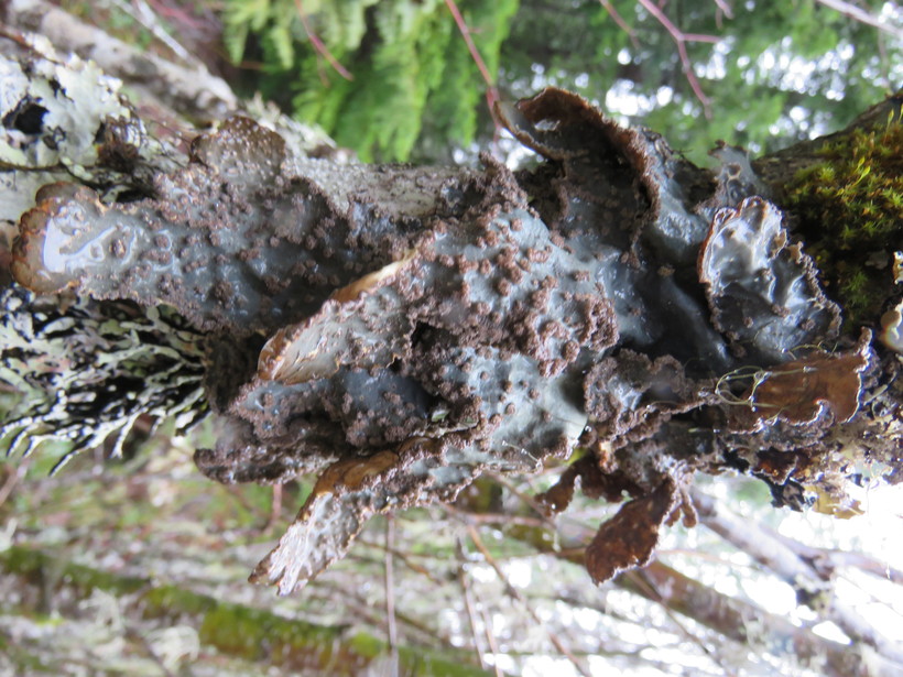 Lobaria scrobiculata Lobaria scrobiculata