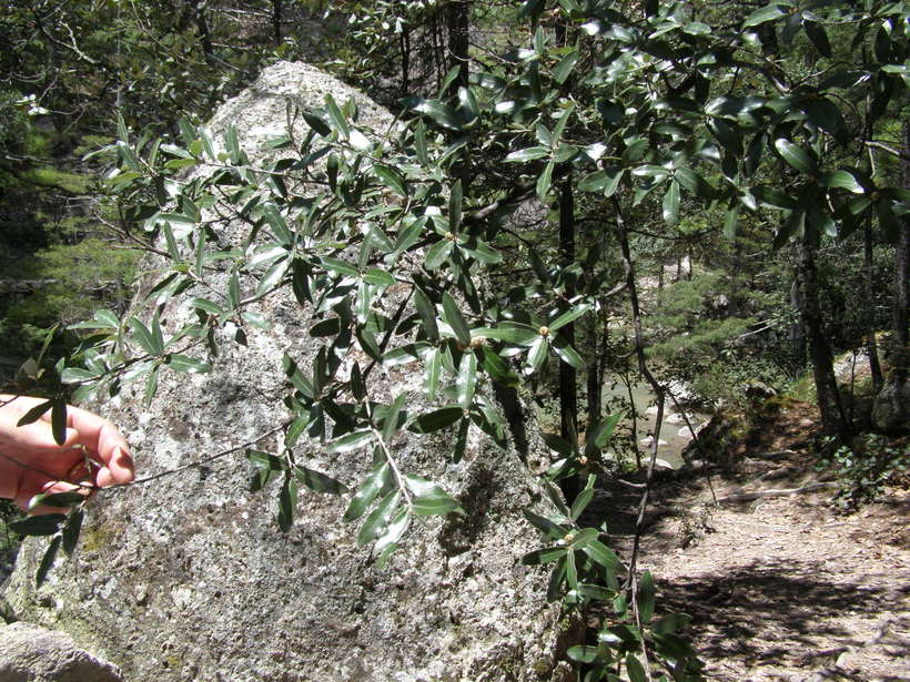 Quercus durifolia