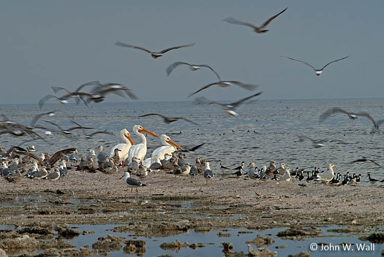 White pelicans and other bird life on the shoreline