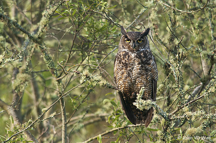 Bubo virginianus