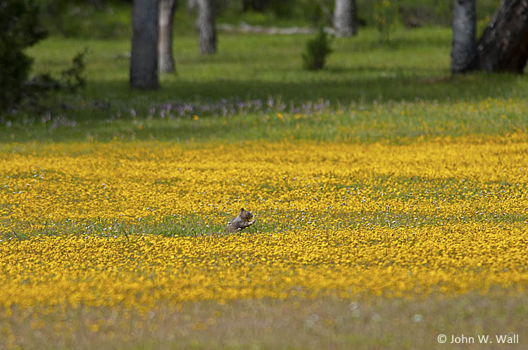 California ground squirrel feeding in meadow