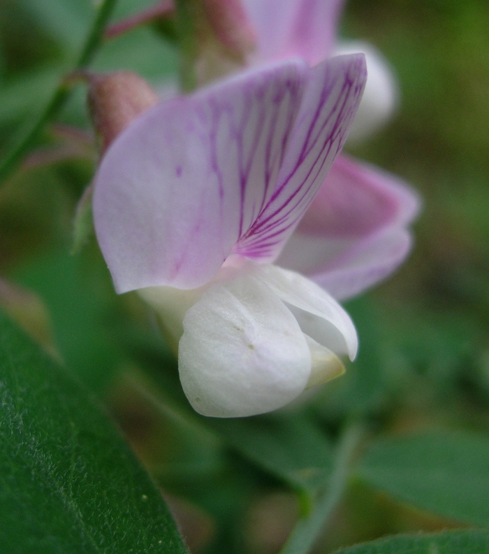 Lathyrus vestitus