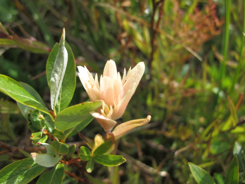 Castilleja rhexiifolia