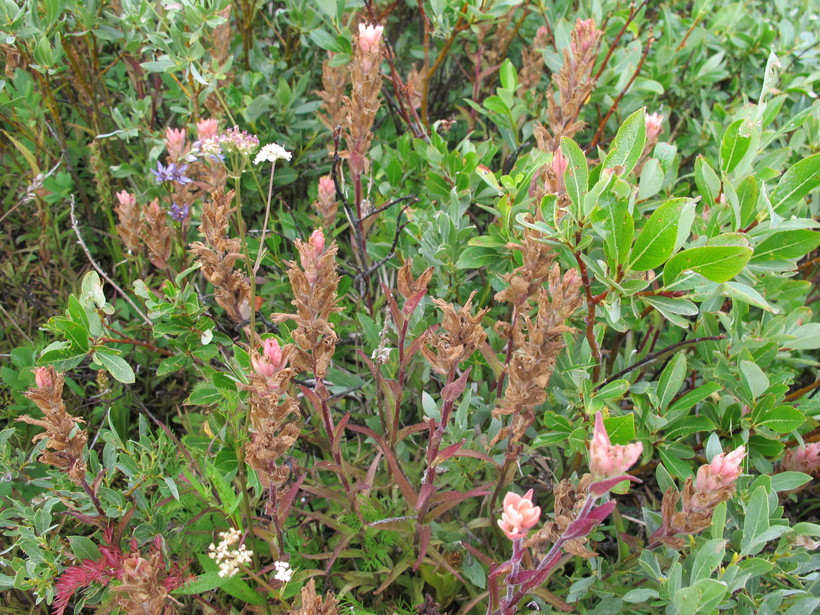 Castilleja rhexifolia