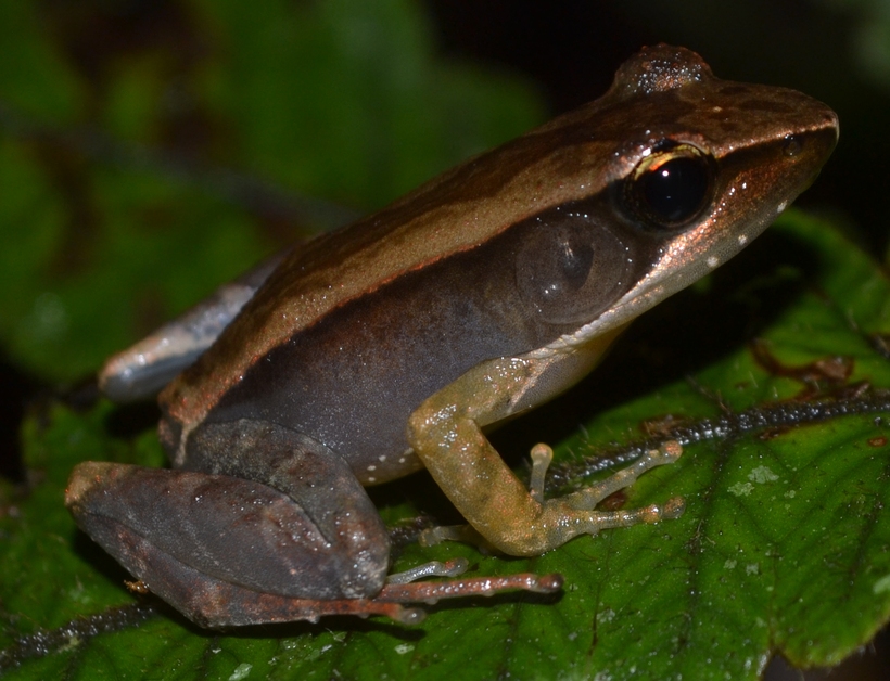 Mantidactylus opiparis Mantidactylus opiparis