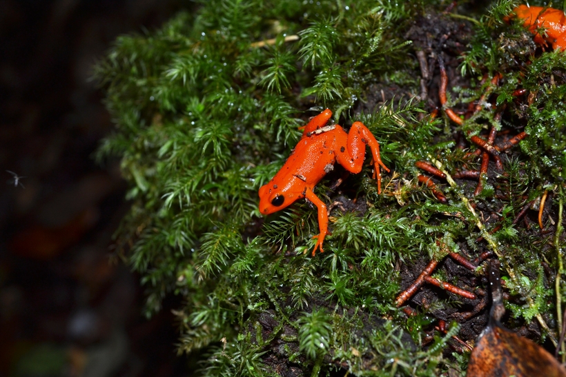 Mantella aurantiaca Mantella aurantiaca