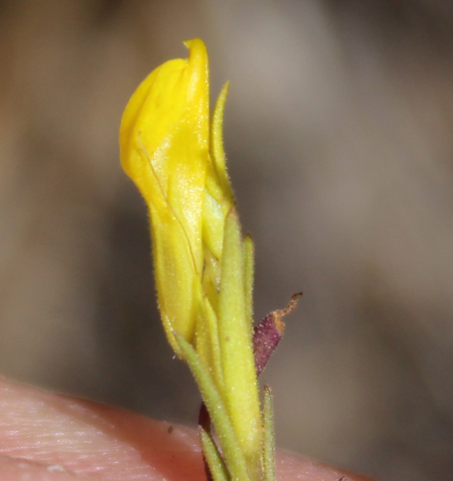 Orthocarpus tolmiei ssp. tolmiei Orthocarpus tolmiei ssp. tolmiei