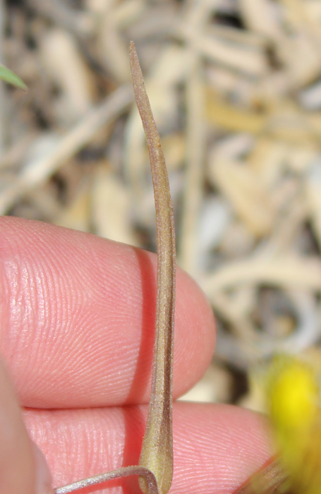 Orthocarpus tolmiei ssp. tolmiei