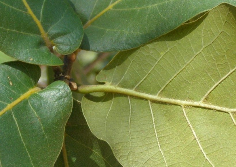 Quercus jonesi