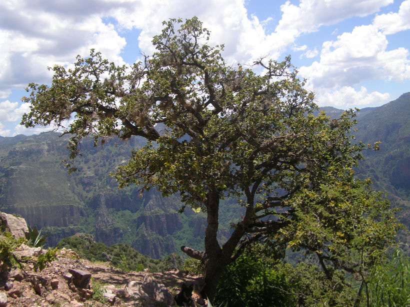 Quercus chihuahuensis