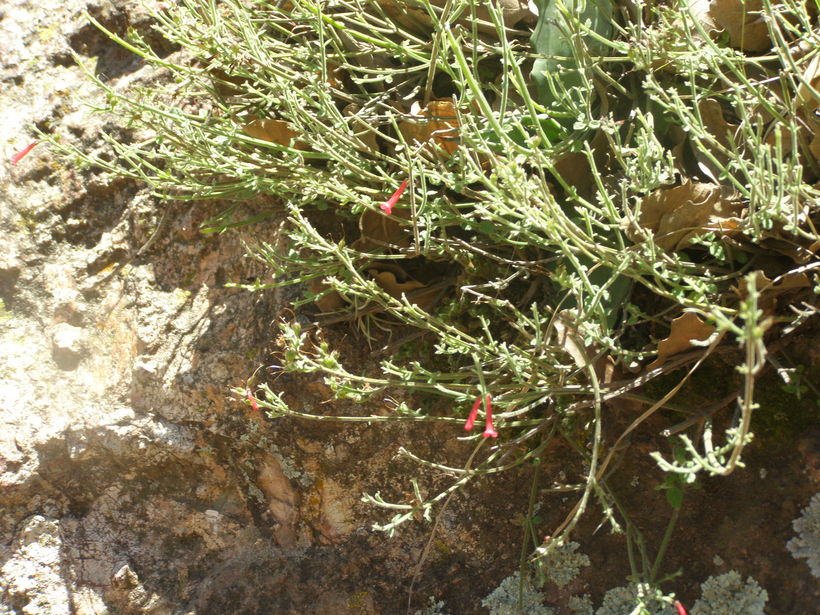 Russelia sonorensis var. sonorensis