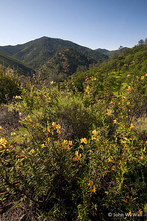 Mt. Diablo's Black Point Trail with monkeyflower