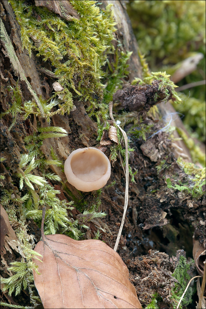 Discina perlata