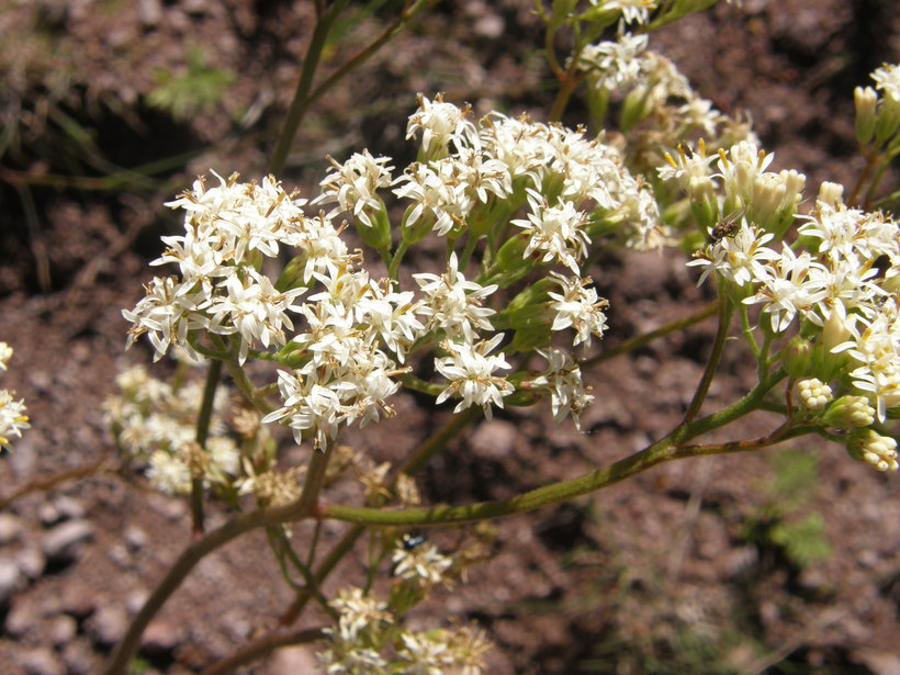 Psacalium decompositum