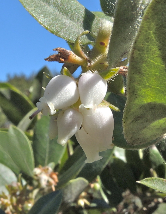 Arctostaphylos crustacea ssp. crustacea