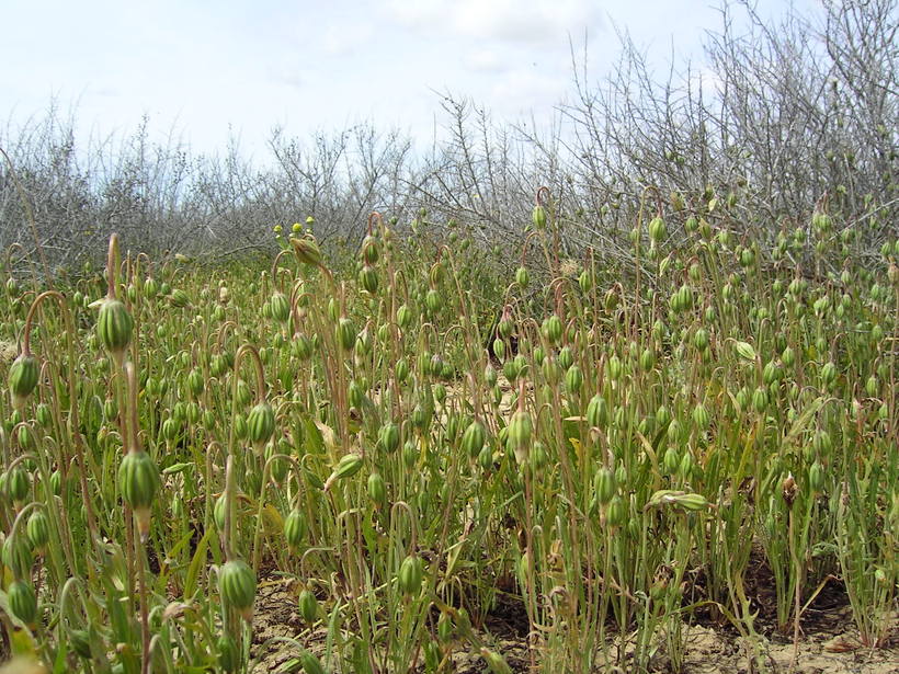 Microseris campestris Microseris campestris