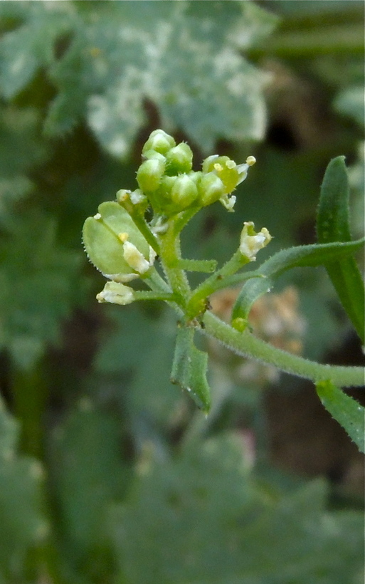 Lepidium densiflorum