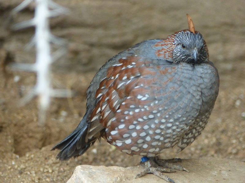 Lophortyx douglasii
