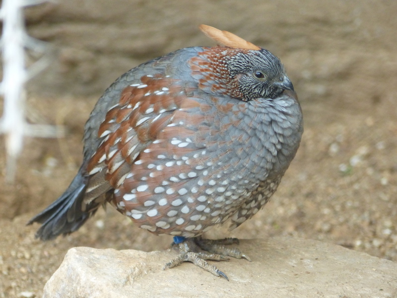Lophortyx douglasii