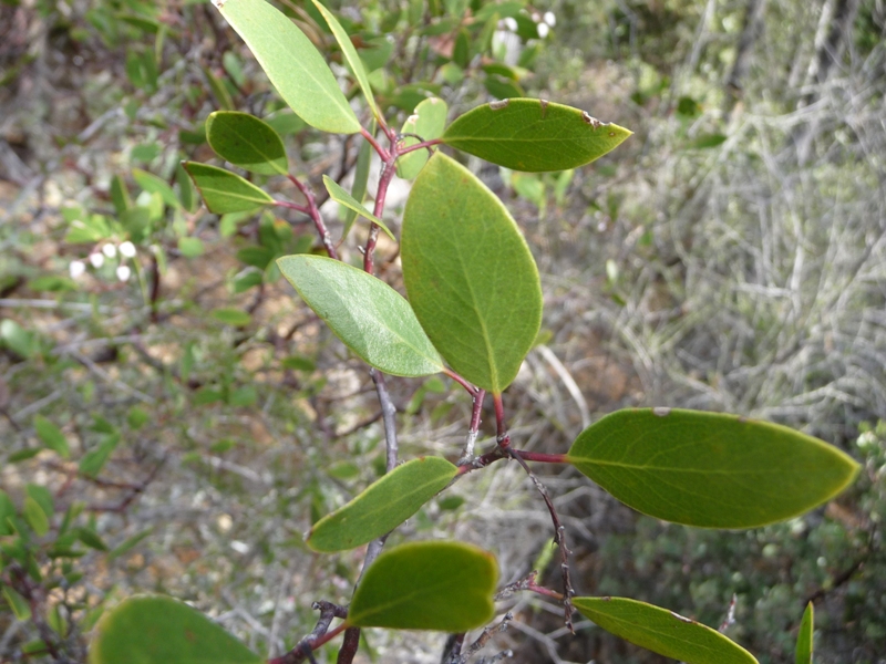 Arctostaphylos stanfordiana ssp. stanfordiana
