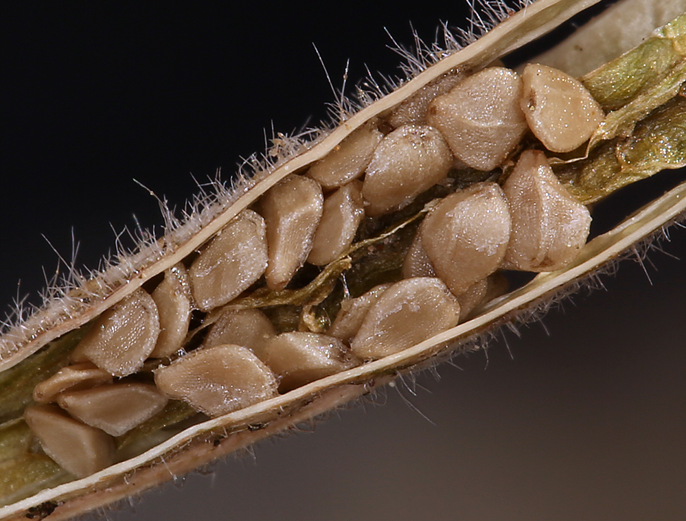 Chylismia brevipes ssp. brevipes Chylismia brevipes ssp. brevipes