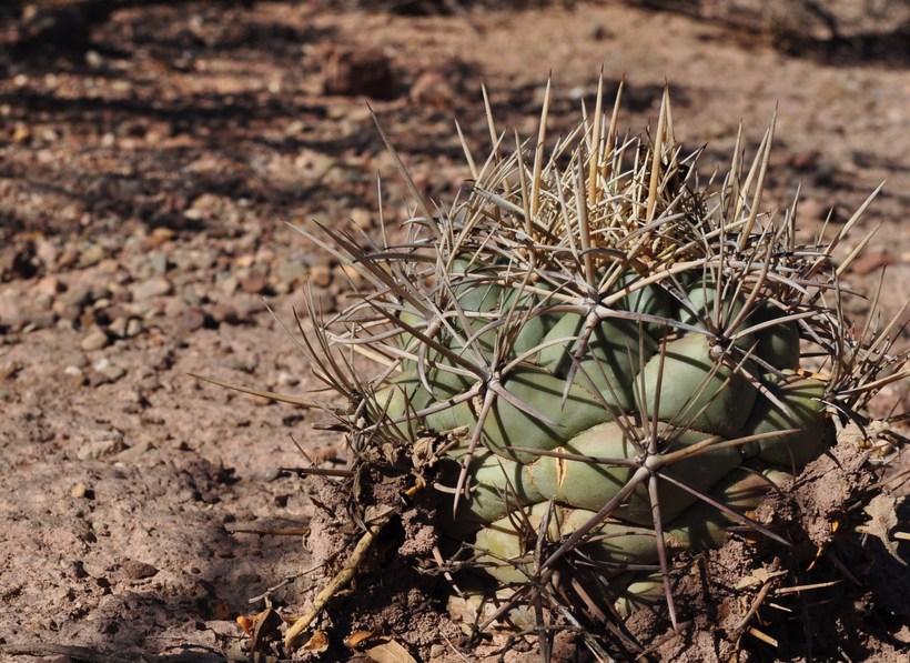Coryphantha poselgeriana Coryphantha poselgeriana