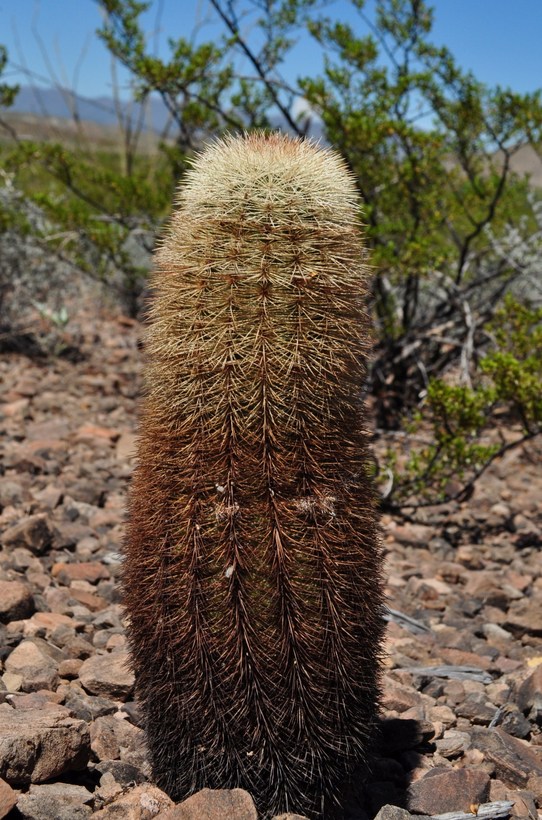 Echinocereus dasyacanthus Echinocereus dasyacanthus